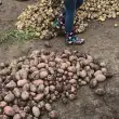Kartoffelernte auf einem Bauernhof (© RUZ Huntlosen)
