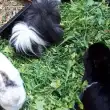 Kaninchen und Meerschweine im Freigehege
