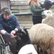 Schafe und Ziegen (© )