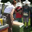 Bienenunterricht Sek I