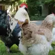 Die Hühner der Freiluftschule