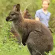 Begehbare Känguru-Anlage