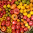 Tomatenvielfalt im Gewächshaus